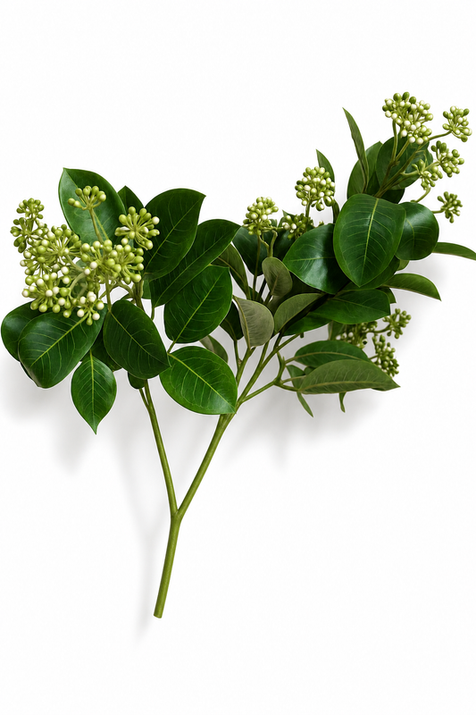 Skimmia Stem