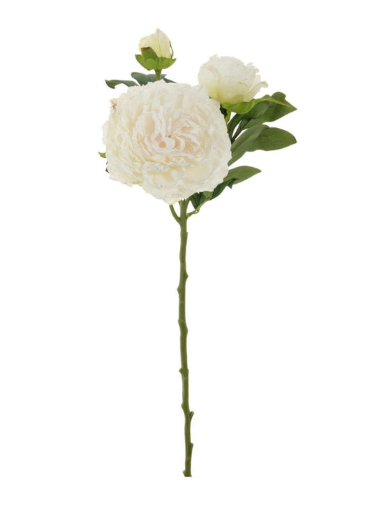 Preserved Look Perfect White Peony