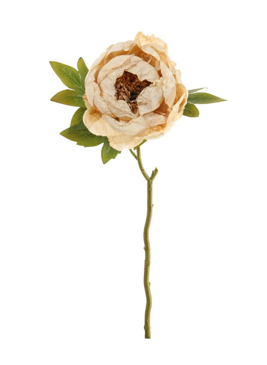 Preserved Look Neutral Peony