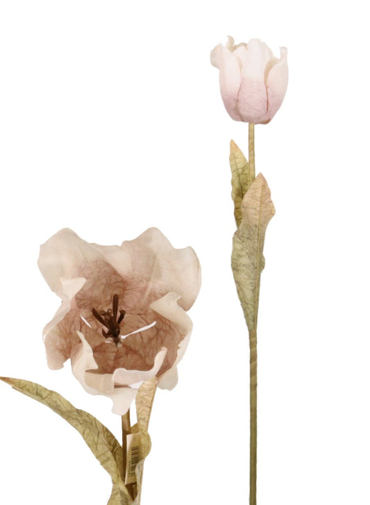 Preserved Look Oyster Tulip